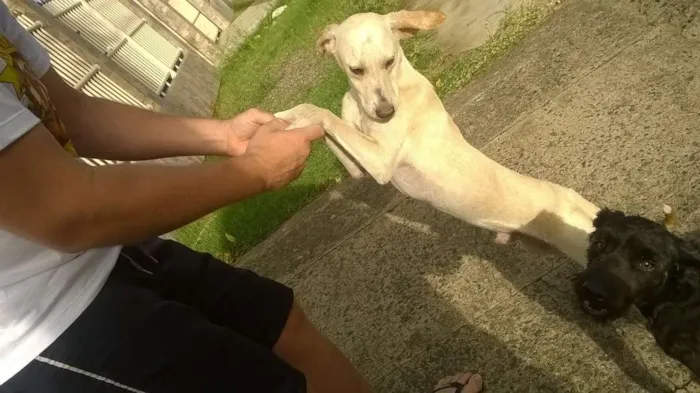 Cachorro ra a SRD idade 2 a 6 meses nome Alemão/ Amarelo