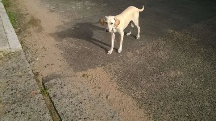 Cachorro ra a SRD idade 2 a 6 meses nome Alemão/ Amarelo