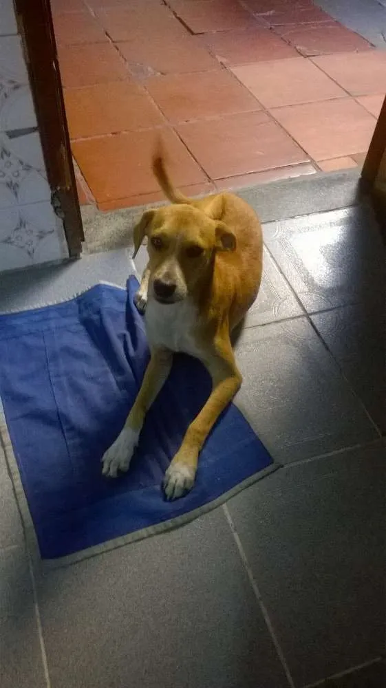 Cachorro ra a SRD idade 2 a 6 meses nome Alemão/ Amarelo