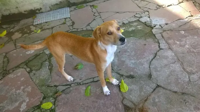 Cachorro ra a SRD idade 2 a 6 meses nome Alemão/ Amarelo