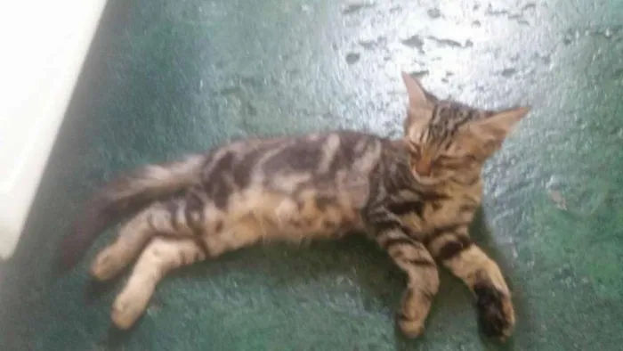 Gato ra a não sei idade 2 a 6 meses nome Dudu
