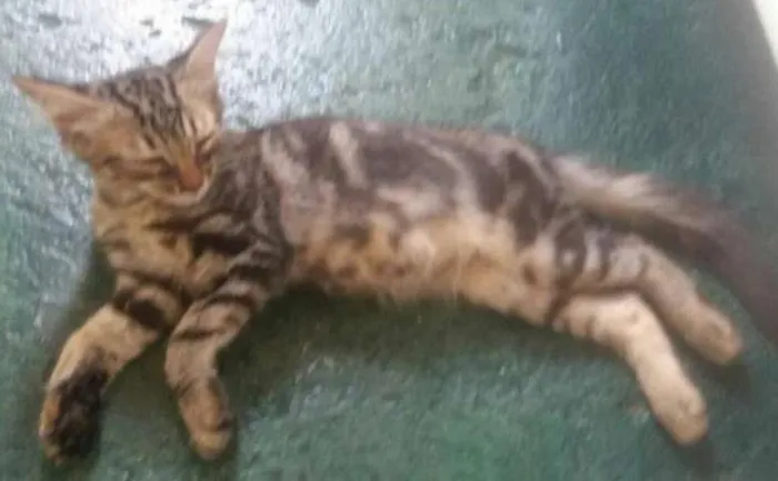 Gato ra a não sei idade 2 a 6 meses nome Dudu