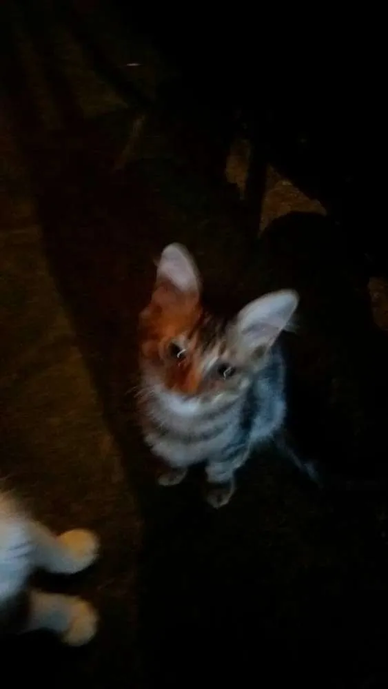 Gato ra a não sei idade 2 a 6 meses nome Dudu