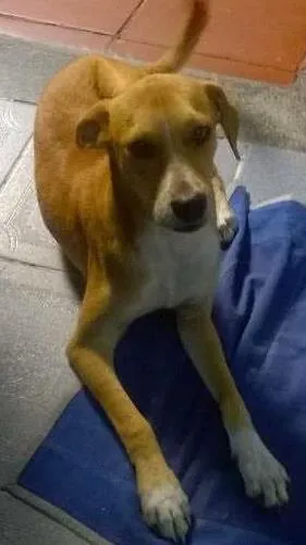 Cachorro ra a SRD idade 2 a 6 meses nome Alemão/ Amarelo