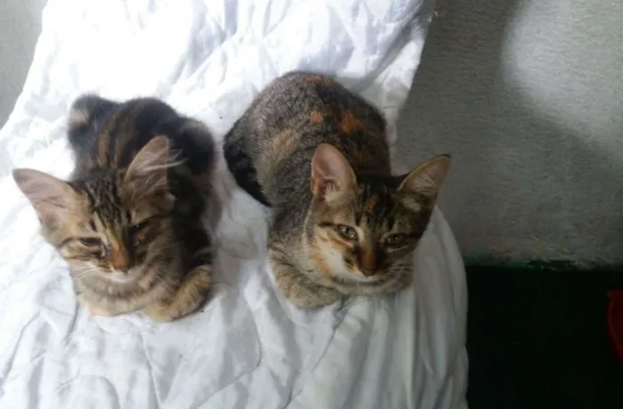 Gato ra a não sei idade 2 a 6 meses nome Dudu