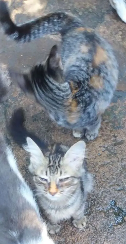 Gato ra a não sei idade 2 a 6 meses nome Dudu