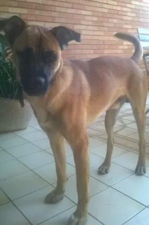 Cachorro raça ND idade 7 a 11 meses nome Gomes Jovelli
