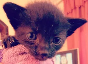 Gato raça  idade Abaixo de 2 meses nome Nina