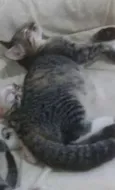 Mel