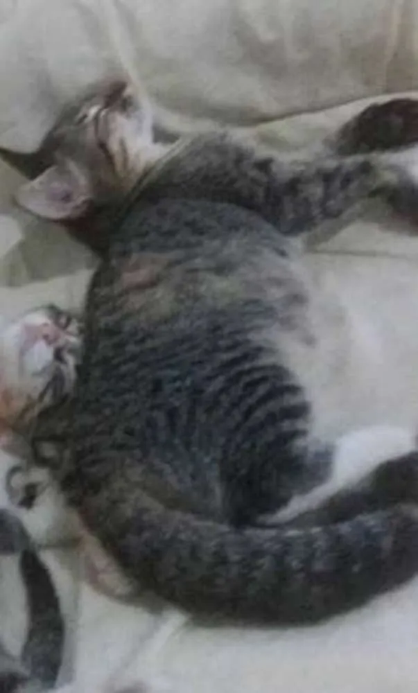 Gato ra a não sei idade 2 a 6 meses nome Mel