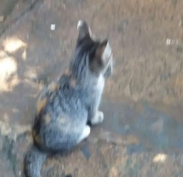 Gato ra a não sei idade 2 a 6 meses nome Mel