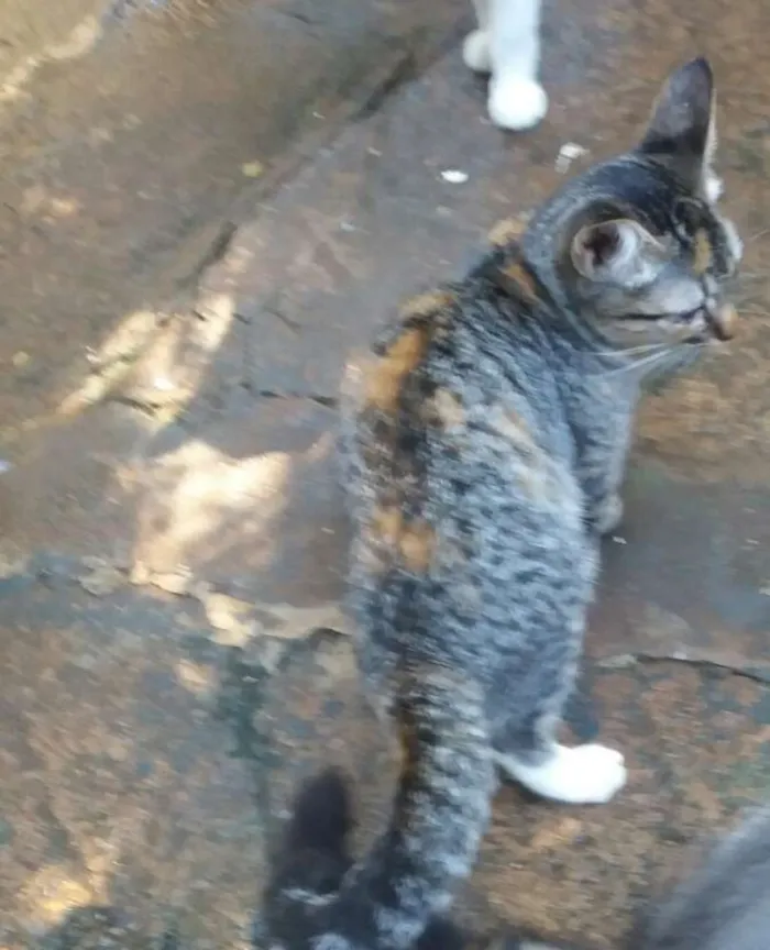Gato ra a não sei idade 2 a 6 meses nome Mel