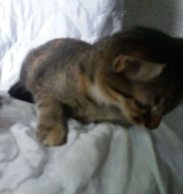 Gato ra a não sei idade 2 a 6 meses nome Mel