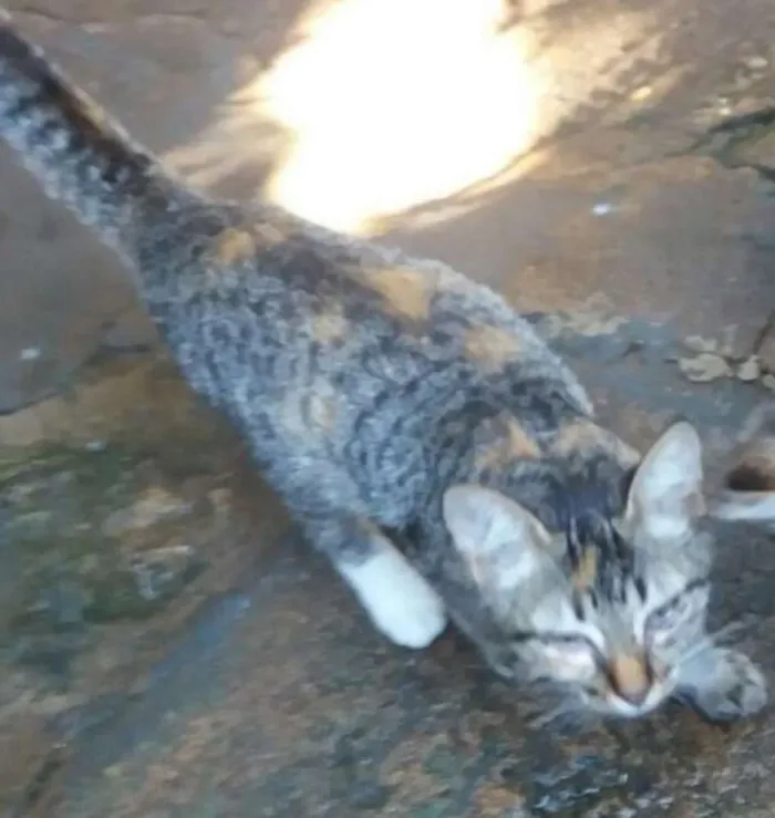 Gato ra a não sei idade 2 a 6 meses nome Mel