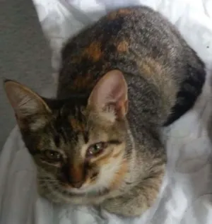Gato raça não sei idade 2 a 6 meses nome Mel