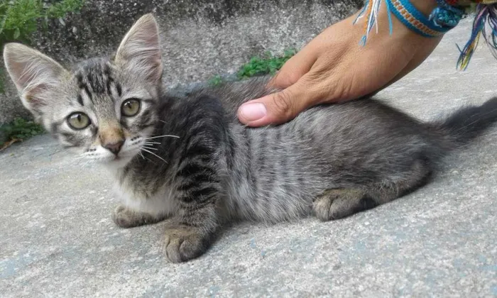 Gato ra a mestiça idade 2 a 6 meses nome sem nome
