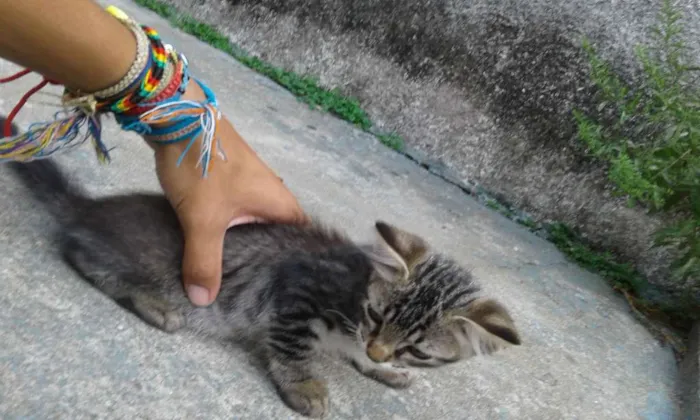 Gato ra a mestiça idade 2 a 6 meses nome sem nome