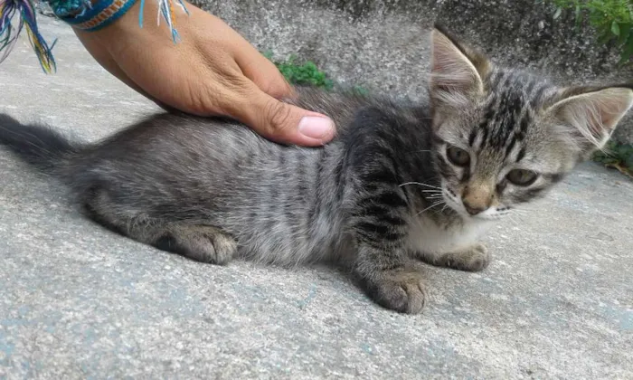 Gato ra a mestiça idade 2 a 6 meses nome sem nome