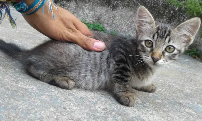 Gato ra a  idade 2 a 6 meses nome sem nome