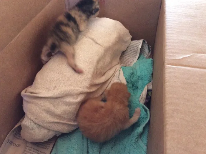 Gato ra a Sem raça  idade Abaixo de 2 meses nome Sem nome