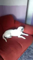 Bola