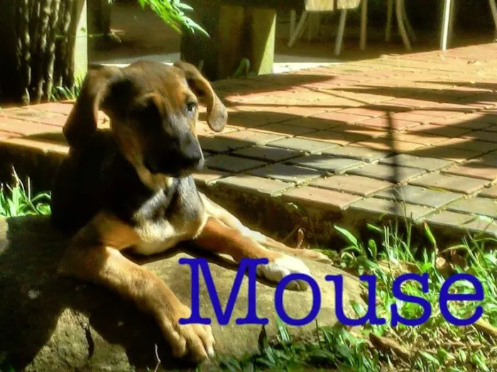 Cachorro ra a SRD idade 2 a 6 meses nome mouse/malala/mafald