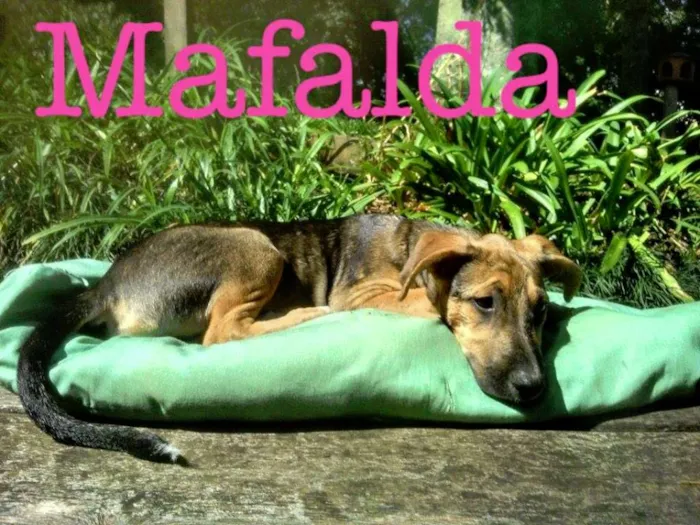 Cachorro ra a SRD idade 2 a 6 meses nome mouse/malala/mafald