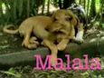 mouse/malala/mafald