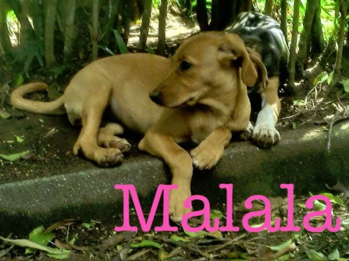 Cachorro ra a SRD idade 2 a 6 meses nome mouse/malala/mafald