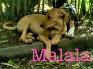 Cachorro raça SRD idade 2 a 6 meses nome mouse/malala/mafald