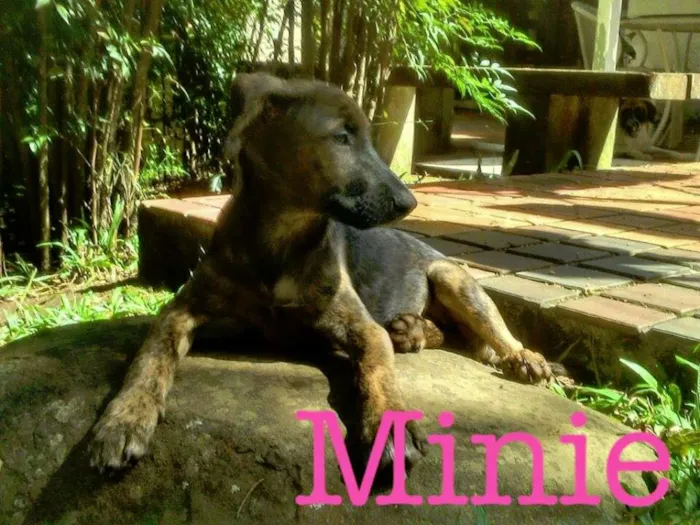 Cachorro ra a SRD idade 2 a 6 meses nome mouse/malala/mafald