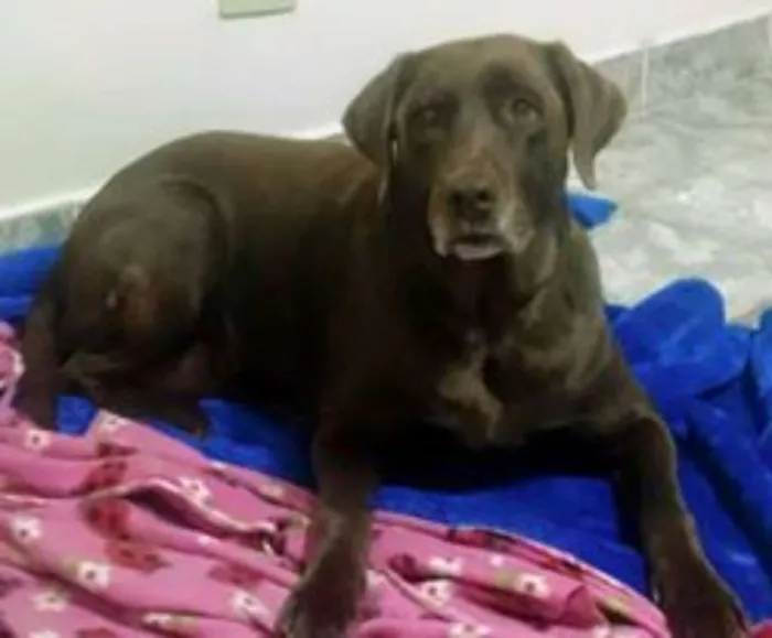 Cachorro ra a Labrador idade 6 ou mais anos nome RAYKA