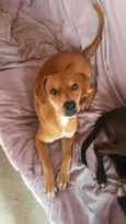 MIX DE BEAGLE Acaina