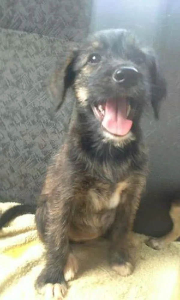 Cachorro ra a Mix idade 2 a 6 meses nome Chuva