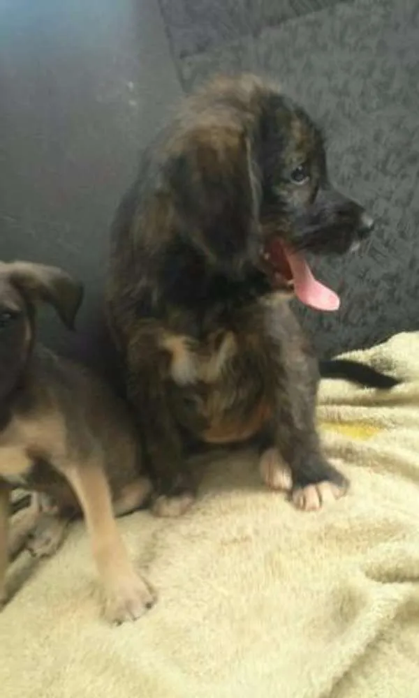 Cachorro ra a Mix idade 2 a 6 meses nome Chuva