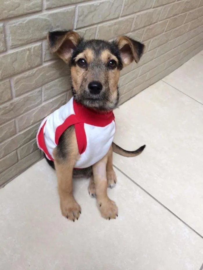 Cachorro ra a SRD idade 2 a 6 meses nome Estopinho