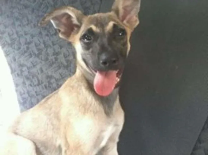 Cachorro ra a Pinscher Mix idade 2 a 6 meses nome Mix Pinscher Joe