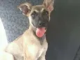 Mix Pinscher Joe