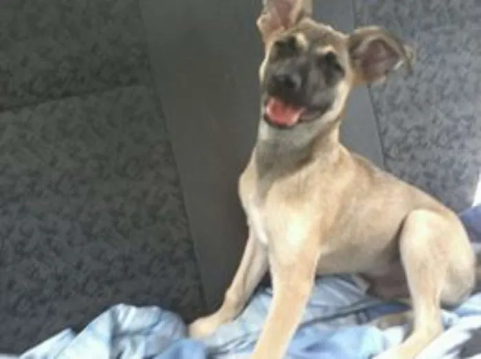 Cachorro ra a Pinscher Mix idade 2 a 6 meses nome Mix Pinscher Joe