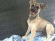 Mix Pinscher Joe