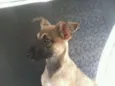 Mix Pinscher Joe