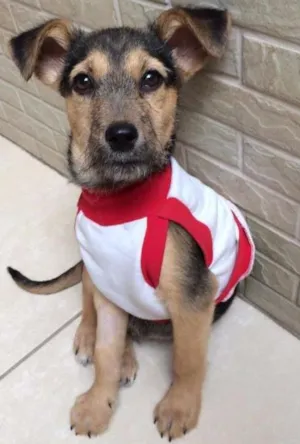 Cachorro raça SRD idade 2 a 6 meses nome Estopinho