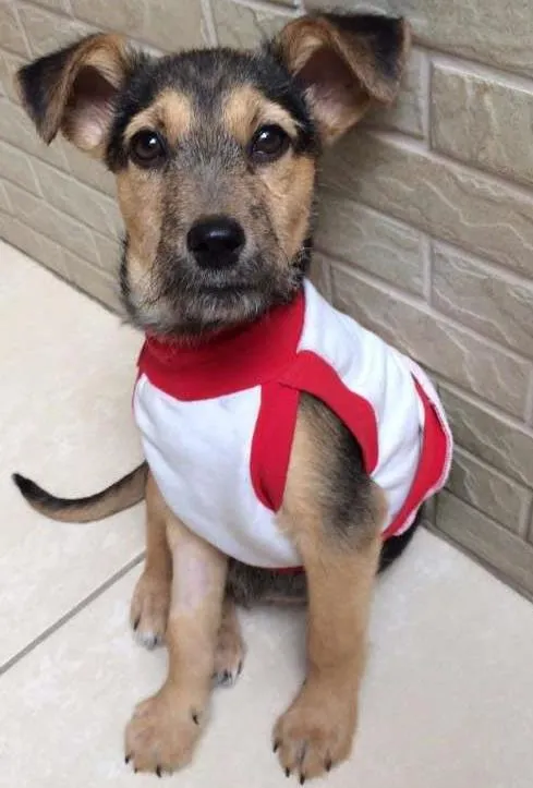 Cachorro ra a SRD idade 2 a 6 meses nome Estopinho