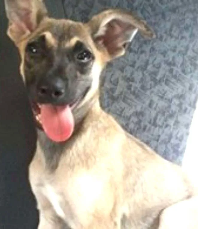 Cachorro ra a Pinscher Mix idade 2 a 6 meses nome Mix Pinscher Joe