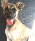 Mix Pinscher Joe