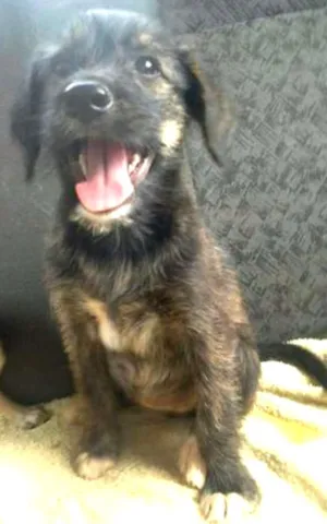 Cachorro raça Mix idade 2 a 6 meses nome Chuva