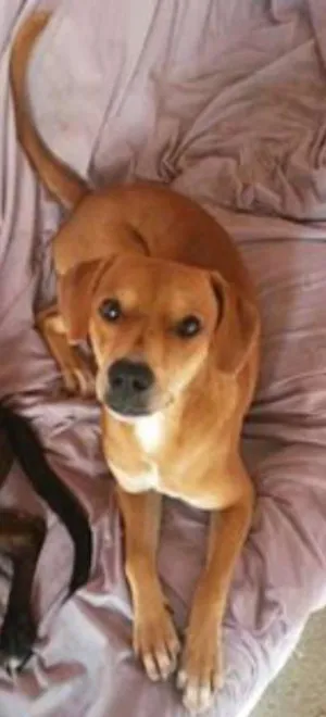 Cachorro raça MIX de BEagle idade 7 a 11 meses nome MIX DE BEAGLE Acaina