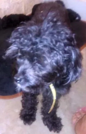 Cachorro raça Puldo toy idade 1 ano nome Mel