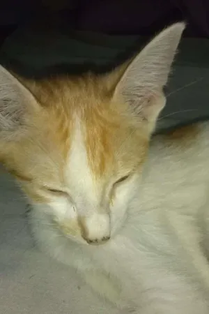 Gato raça SRD idade 2 a 6 meses nome Petruquinho