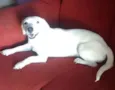 Bola